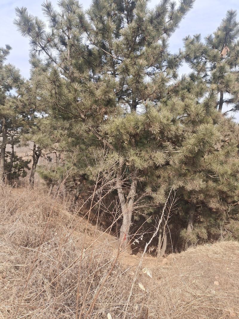毛坯黑松货量大