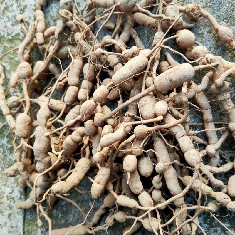 绣花针，虎刺，道地药材产地直供，药典标准含量够药味重