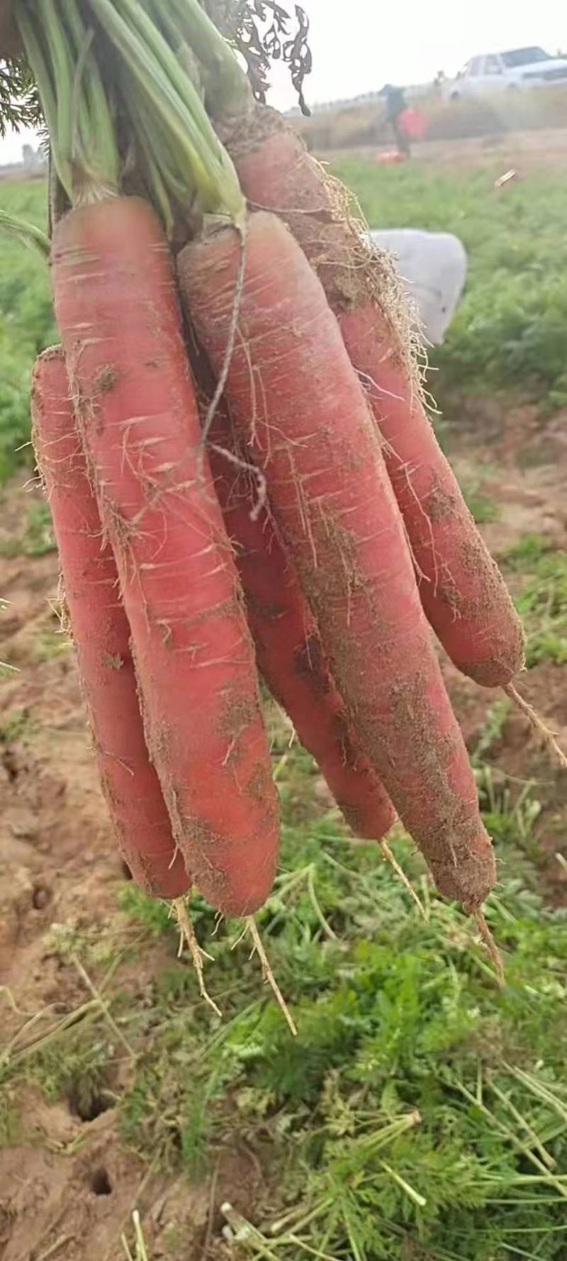 【推荐】甘肃秤杆红萝卜原产地直销一手货源保质保量量大优惠