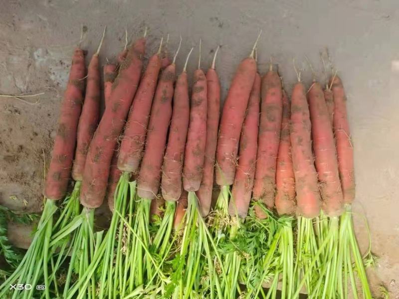 【推荐】甘肃秤杆红萝卜原产地直销一手货源保质保量量大优惠