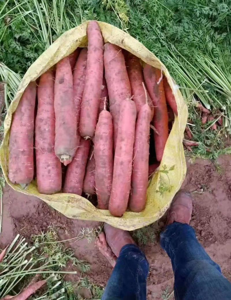 【推荐】甘肃秤杆红萝卜原产地直销一手货源保质保量量大优惠