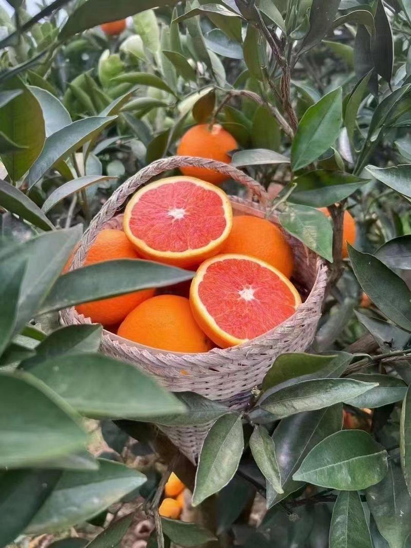 中华红橙原产地直销口感纯甜量大从优支持视频看货看园订货