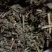 农家自种翻白草新鲜，质量好，1斤一袋包邮