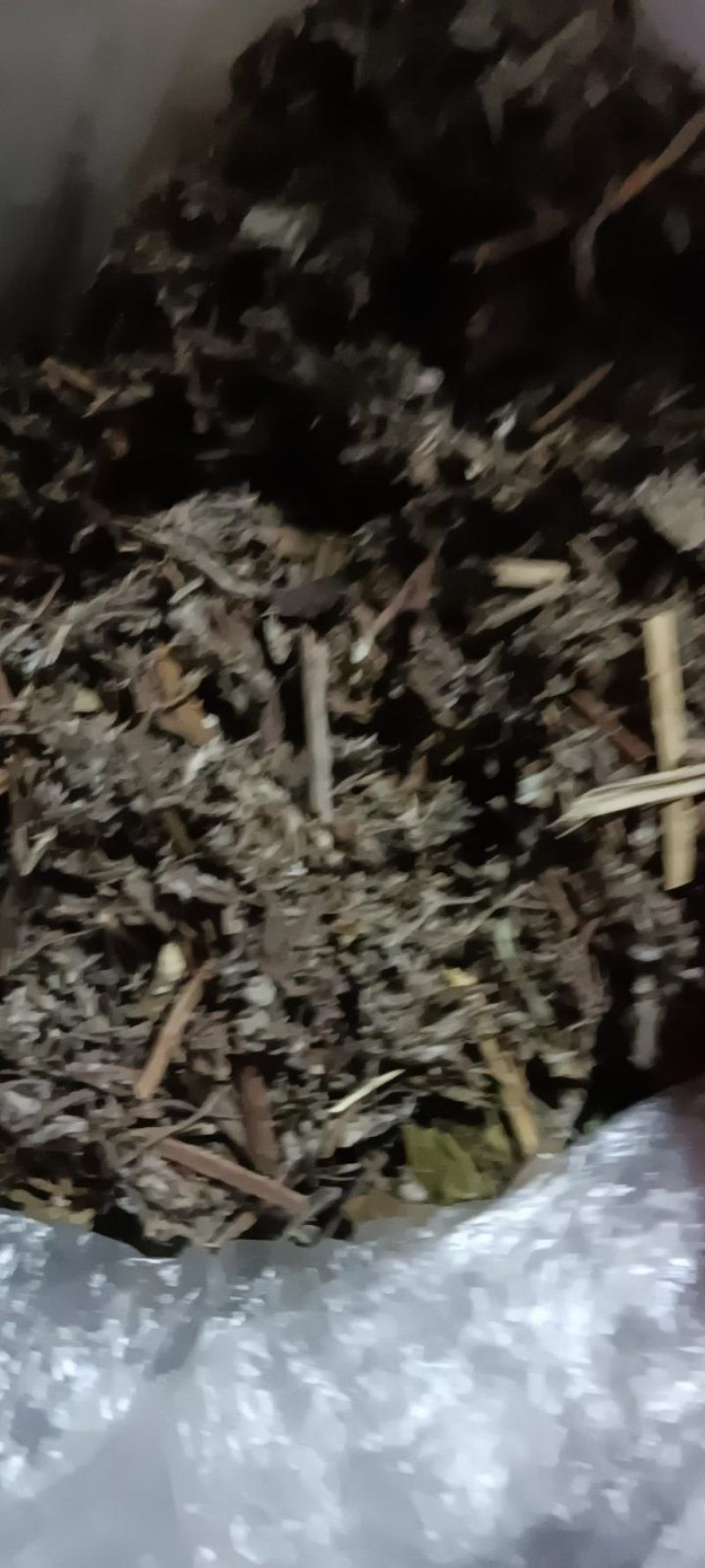 农家自种翻白草新鲜，质量好，1斤一袋包邮