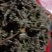 农家自种翻白草新鲜，质量好，1斤一袋包邮