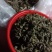 农家自种翻白草新鲜，质量好，1斤一袋包邮