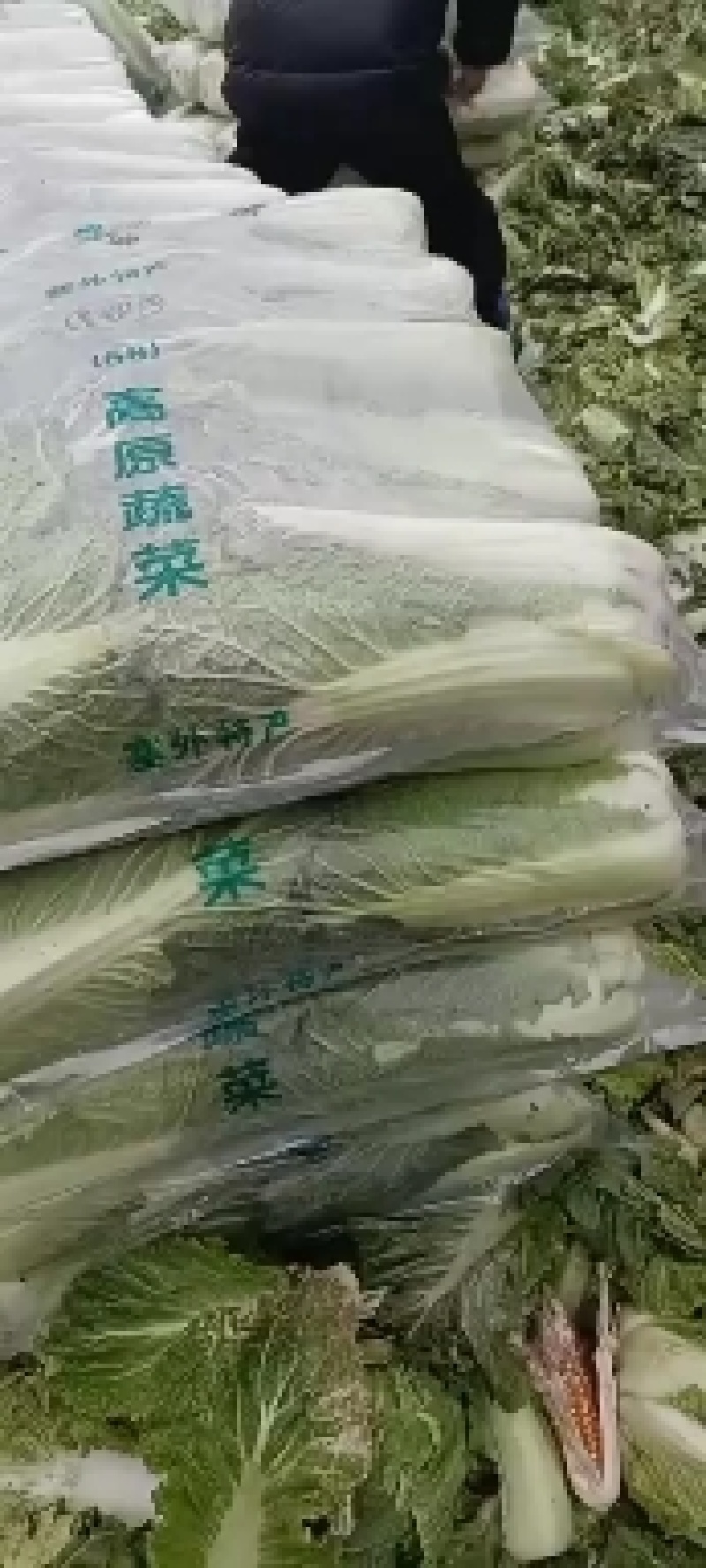 热卖，唐山市北京三号大白菜正在火热出窖，需要的老板联系