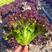 紫叶生菜种子四季生菜种籽生菜种子包邮