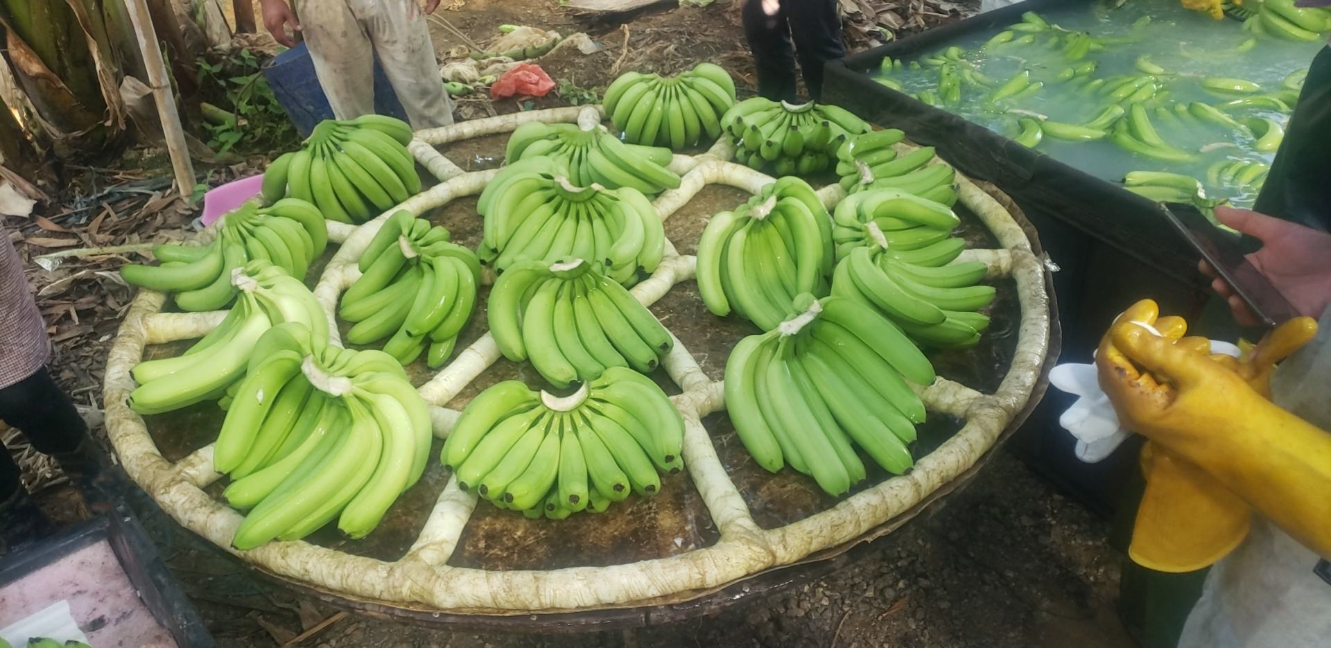 香蕉丰收采摘现场