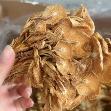 干茶树菇产地货源展会地摊农产品干货散装食用菌批发干金针菇