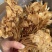 干茶树菇产地货源展会地摊农产品干货散装食用菌批发干金针菇