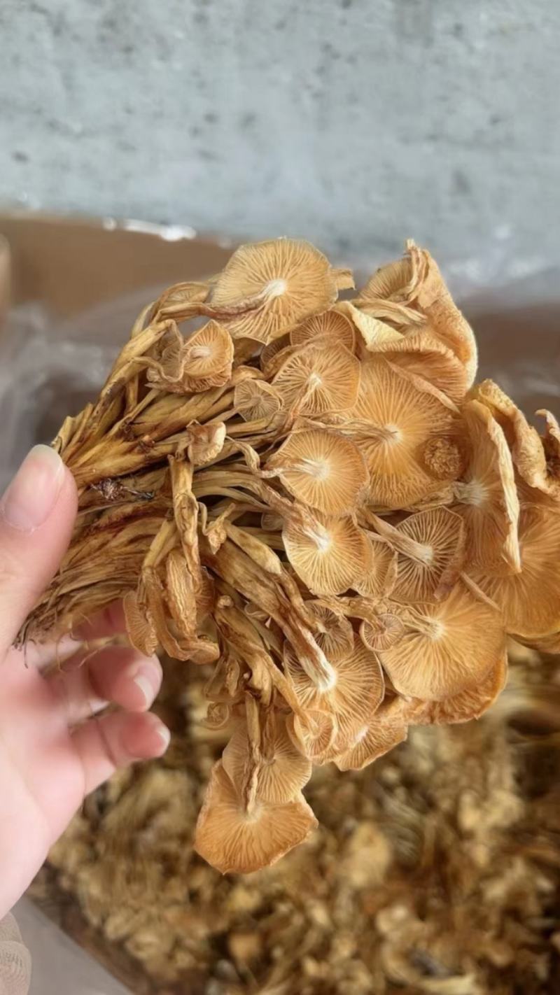 干茶树菇产地货源展会地摊农产品干货散装食用菌批发干金针菇
