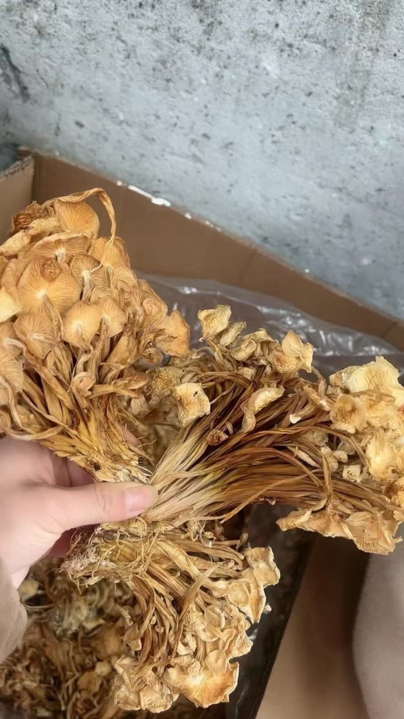 干茶树菇产地货源展会地摊农产品干货散装食用菌批发干金针菇