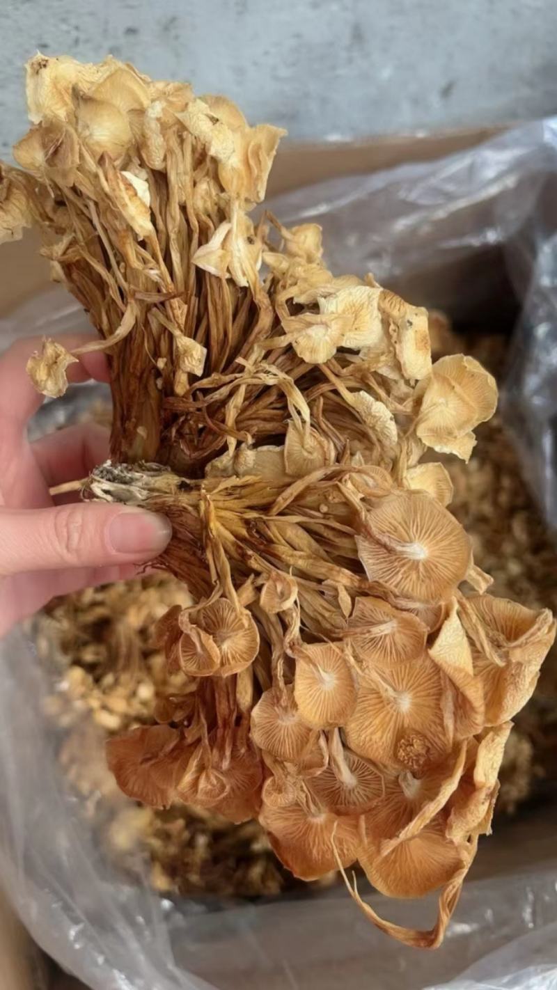 干茶树菇产地货源展会地摊农产品干货散装食用菌批发干金针菇