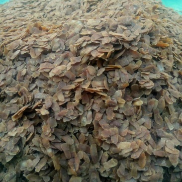 各种规格轻糖红参片，超低价出售，自用特实惠