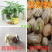 发财树种子批发包发芽全新辫子发财树