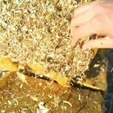 人工抱杆炸段玉米秸秆草，嘎嘎好，一点土没有，没有膜没有霉
