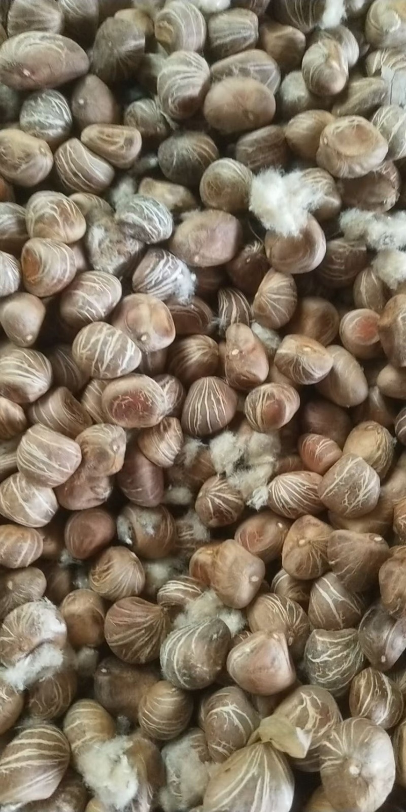 发财树种子批发包发芽全新辫子发财树