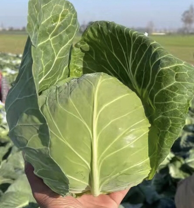 【推荐】河北唐山乐亭县包菜大头菜大量上市需要的联系