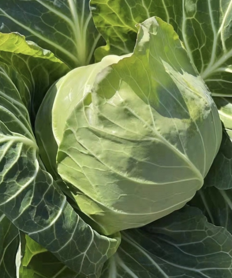 【推荐】河北唐山乐亭县包菜大头菜大量上市需要的联系