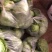 【推荐】河北唐山乐亭县包菜大头菜大量上市需要的联系