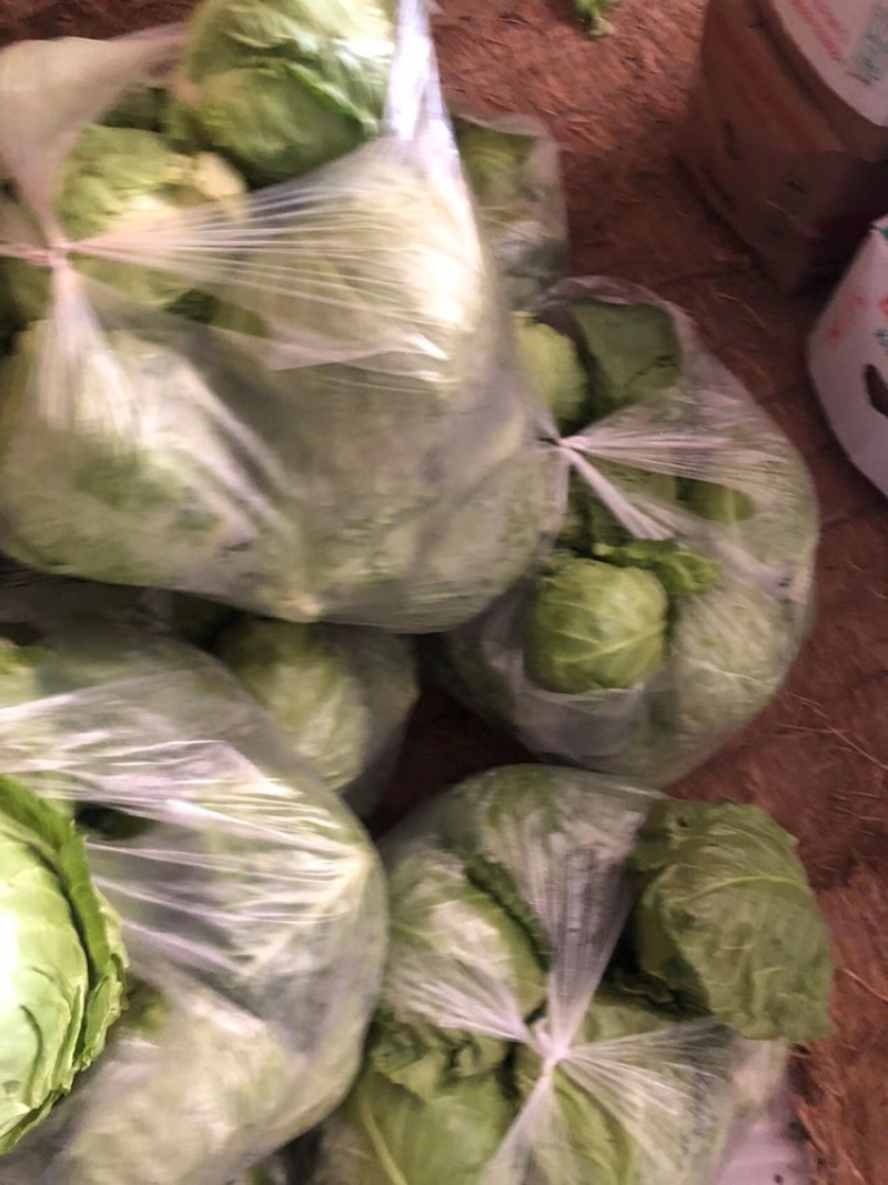 【推荐】河北唐山乐亭县包菜大头菜大量上市需要的联系