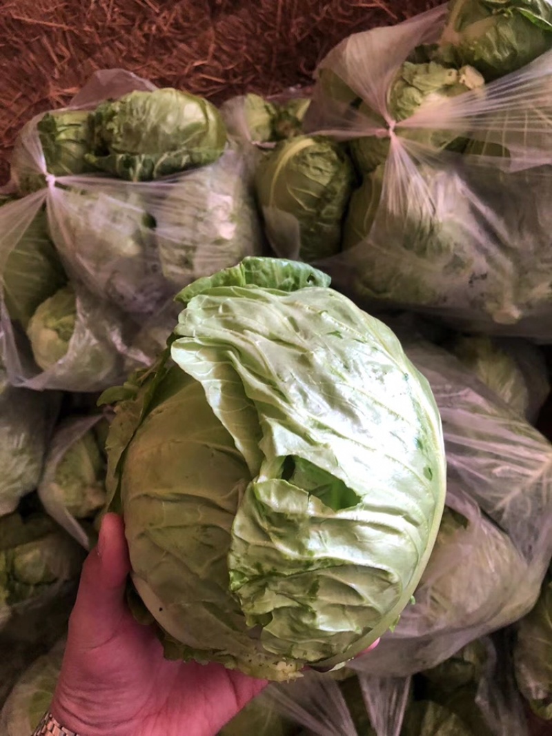 【推荐】河北唐山乐亭县包菜大头菜大量上市需要的联系