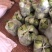 【推荐】河北唐山乐亭县包菜大头菜大量上市需要的联系