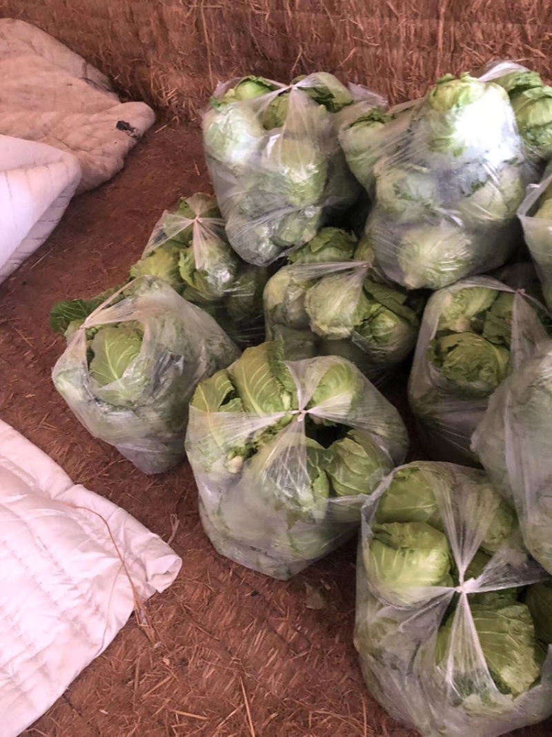 【推荐】河北唐山乐亭县包菜大头菜大量上市需要的联系