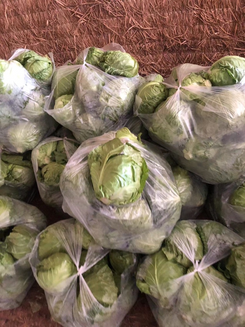 【推荐】河北唐山乐亭县包菜大头菜大量上市需要的联系