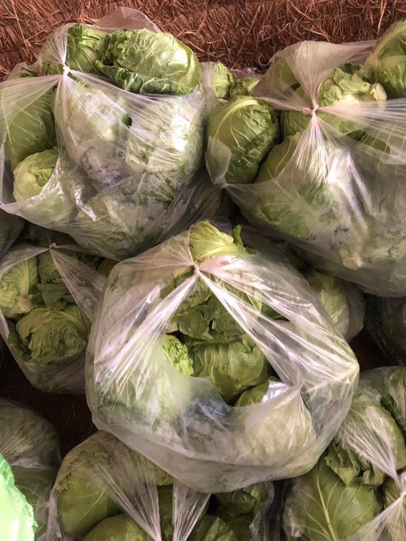 【推荐】河北唐山乐亭县包菜大头菜大量上市需要的联系