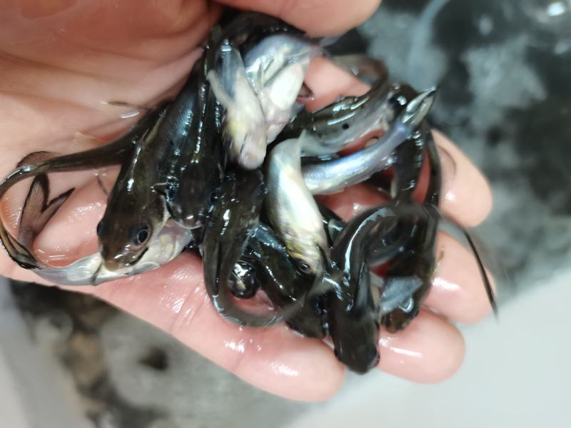 场地直销叉尾鱼苗，杂交叉尾鱼苗，新品种黄叉尾鱼苗品种齐全