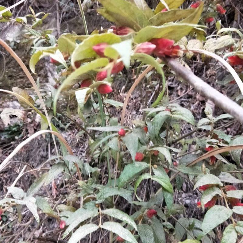 蜜桶花野生中药材来江藤一手货源四川大山货