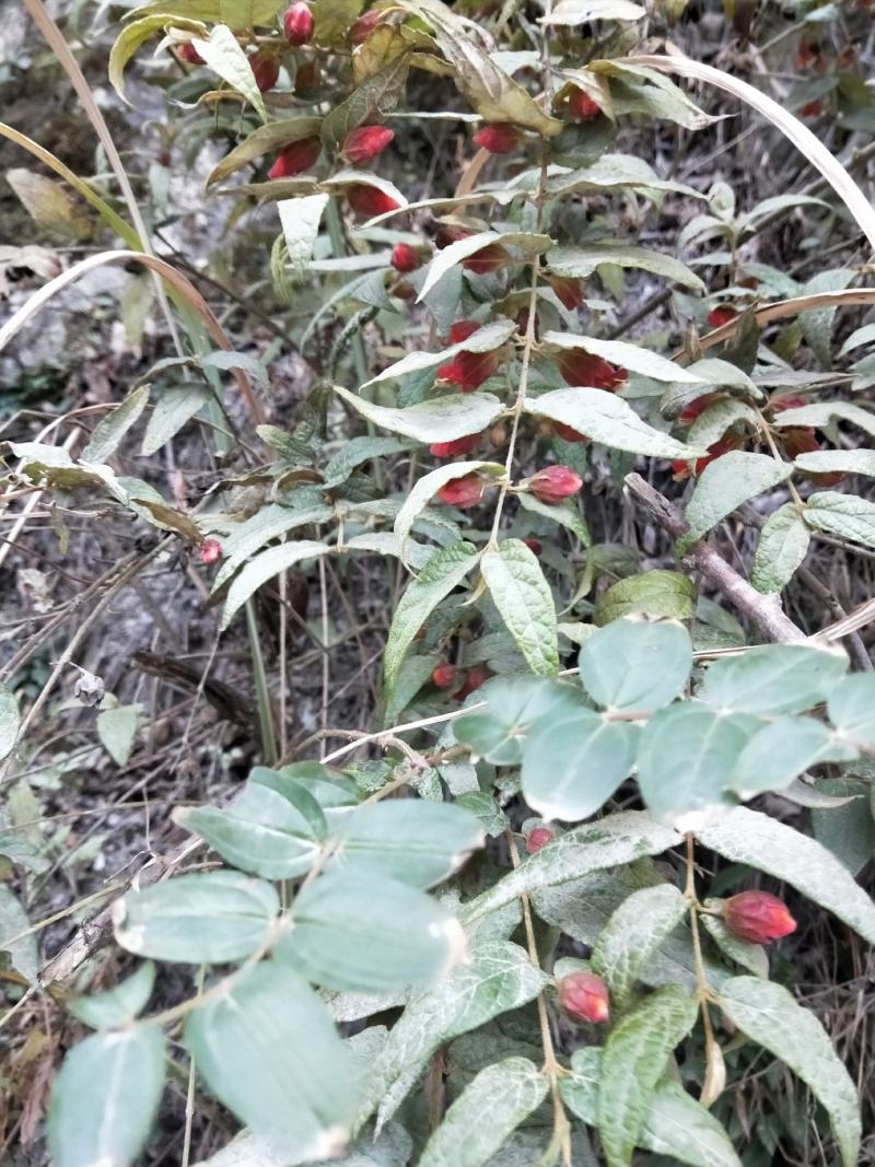 蜜桶花野生中药材来江藤一手货源四川大山货