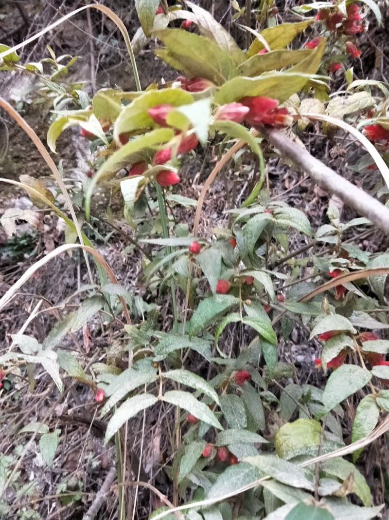 蜜桶花野生中药材来江藤一手货源四川大山货