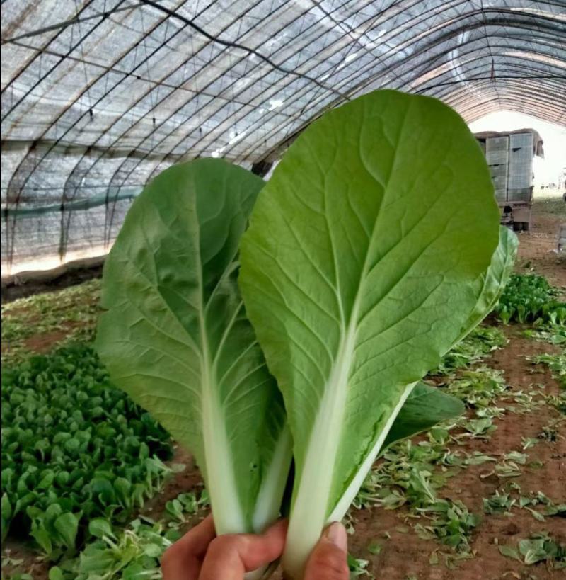安徽太和县产地，精品快菜，上海青产地直供，量大优惠