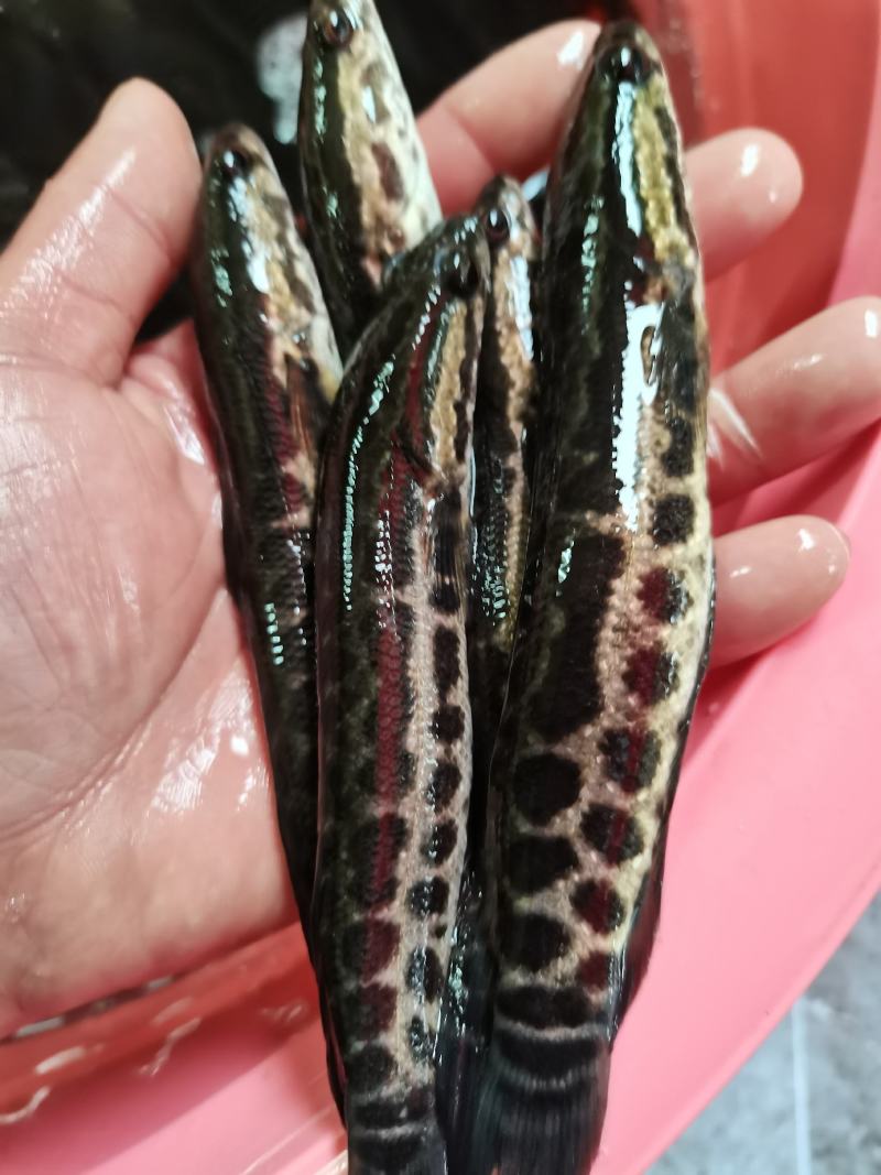 黑鱼苗，良种花鱼苗，杂交黑鱼苗，规格齐全，打过疫苗，快大
