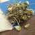灯笼草中药材灯笼草打卜草打额泡天泡草黄灯笼黄
