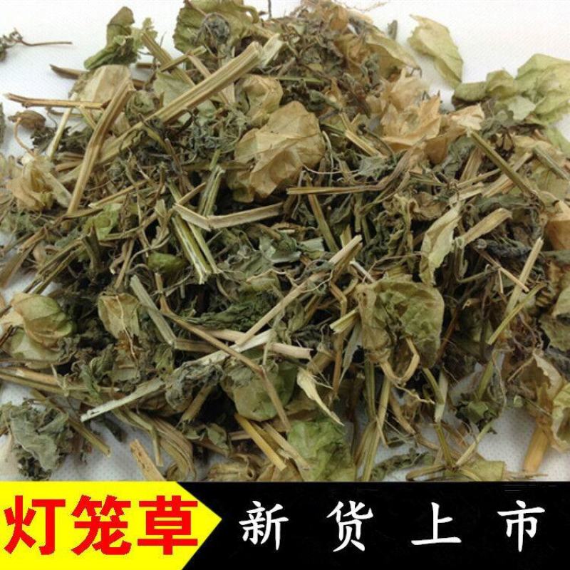 灯笼草中药材灯笼草打卜草打额泡天泡草黄灯笼黄