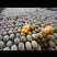 晓蜜25哈密瓜大量上市产地直发一手货源，欢迎咨询