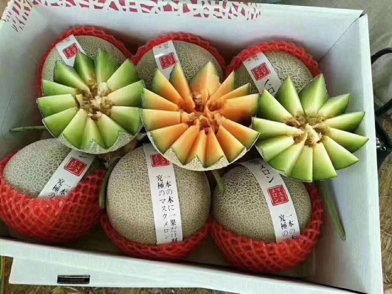 晓蜜25哈密瓜大量上市产地直发一手货源，欢迎咨询