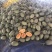 晓蜜25哈密瓜大量上市产地直发一手货源，欢迎咨询