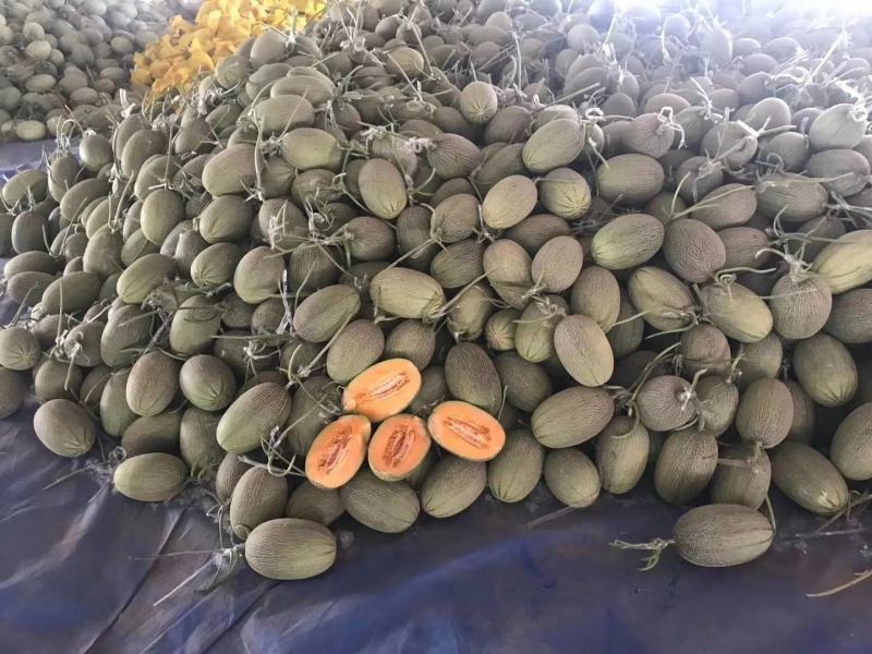 晓蜜25哈密瓜大量上市产地直发一手货源，欢迎咨询