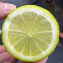 塔西提无籽柠檬