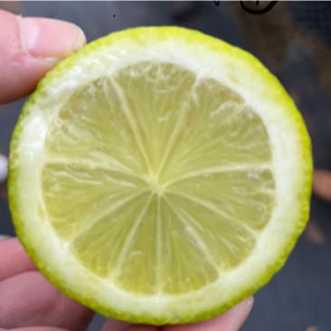 塔西提无籽柠檬