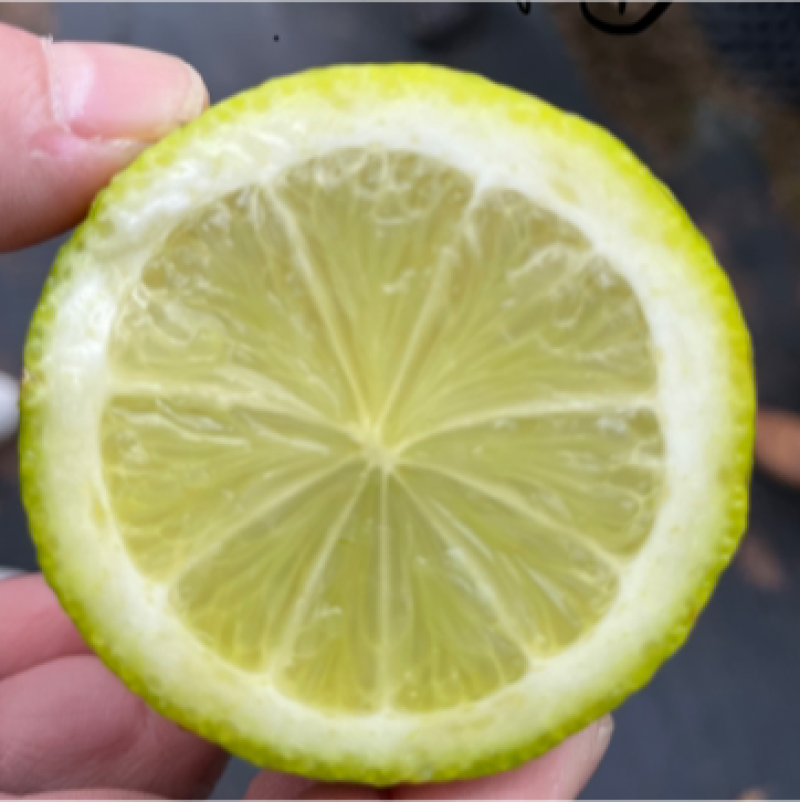 塔西提无籽柠檬