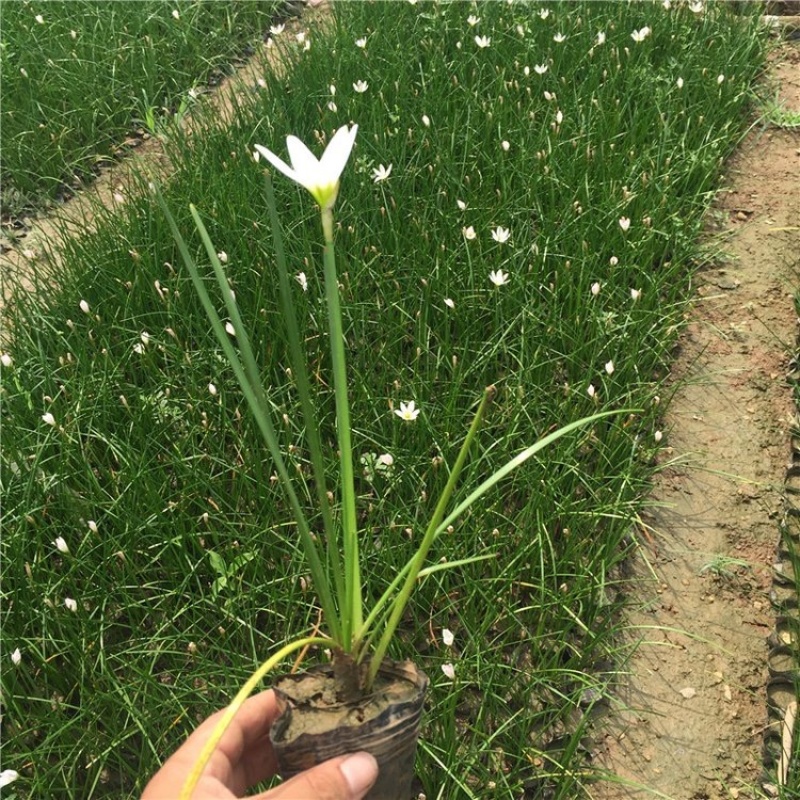 葱兰，一手货源，精品苗，基地直发，大量供应