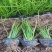 葱兰，一手货源，精品苗，基地直发，大量供应