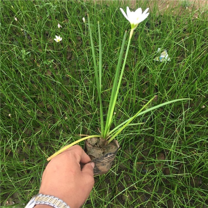 葱兰，一手货源，精品苗，基地直发，大量供应