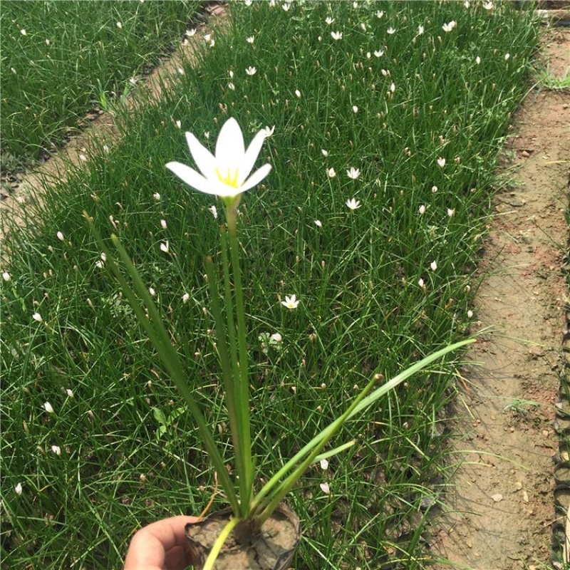葱兰，一手货源，精品苗，基地直发，大量供应